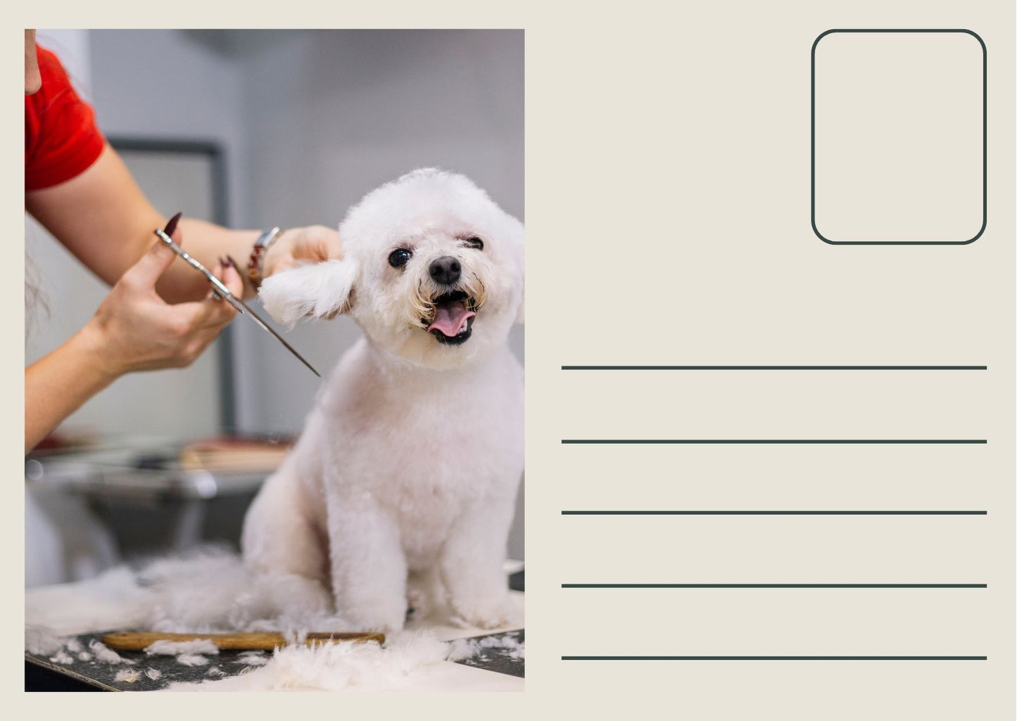 Custom Direct Mail Postcards for Pet Services | Target New Home Buyers